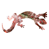 Red lizard reptile
