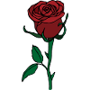rose