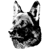 German Shepherd,Dog head,German Shepherd,Dogs