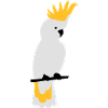 Cockatoo parrot