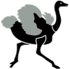 Ostrich