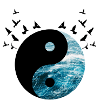 jing jang birds