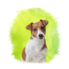 jack russell