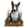 Bullterrier