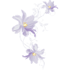 Lilac tulips