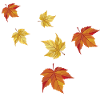 Maple leaves in autumn