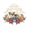 Linda chihuahua