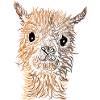 cute alpaca head