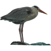Reier