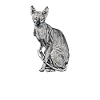 Sphynx chat