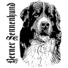 Bernese Mountain Dog,Big dog,dog head,Dogs,