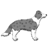 Border Collie blue merle