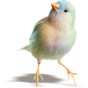 Pensive bird