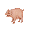 Humorous Pig Character