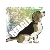Beagle Hund