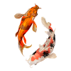 Carp Koi Japan Drawing