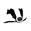 badger
