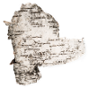 Birch bark tree