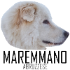 MAREMMANO ABRUZZESE - black name