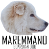 MAREMMANO ABRUZZESE - Guardian dog