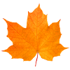 maple