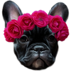 Französische Bulldogge / French Bulldog Flower