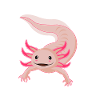 Pretty Axolotl loupe