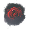 Galaxy Rose