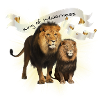 Lions, Lions Couple Lion