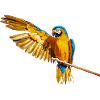 parrot