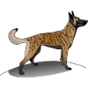 Brindle Dutch Shepherd