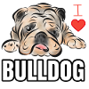 Bulldog Bulldogge