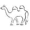 Camel