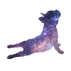 Space Yoga Dog