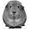 Guinea pig