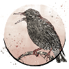 starling