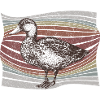 Canard