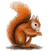 Squirrel illustration