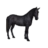 Elegant Gray Arabian on Dark Foundation