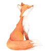 Beautiful fox