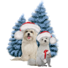 Christmas cute dog with squirrel