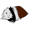 Guinea pig