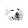 Maremmano Abruzzese - Herd protection dog