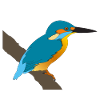 Oiseau de glace
