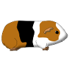guinea pig