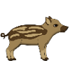 wild pig