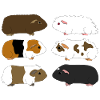 six guinea pigs 1