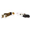 six guinea pigs 2