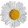 Daisy daisies
