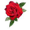Rose avec feuilles dans XXL